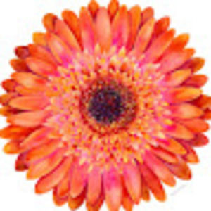 Meet your Posher, Jana